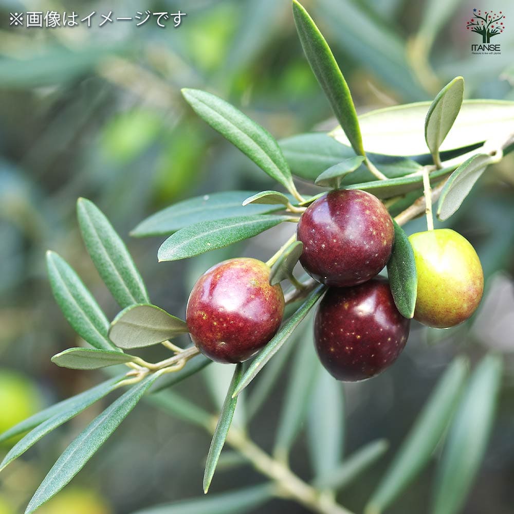 オリーブ ブランケッタ 【果樹の苗 3.5号】｜ 【植物のITANSE