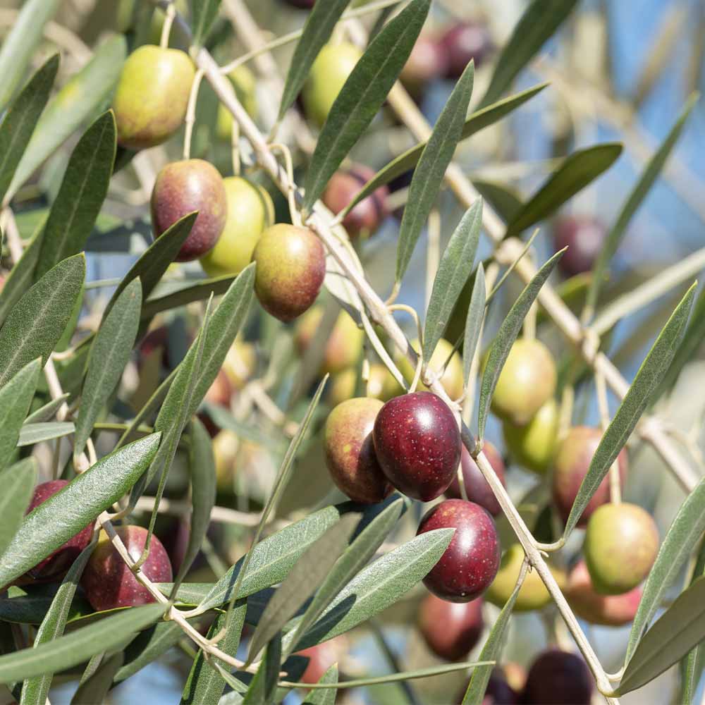 オリーブ｜【植物のITANSE】全品送料無料・即出荷!