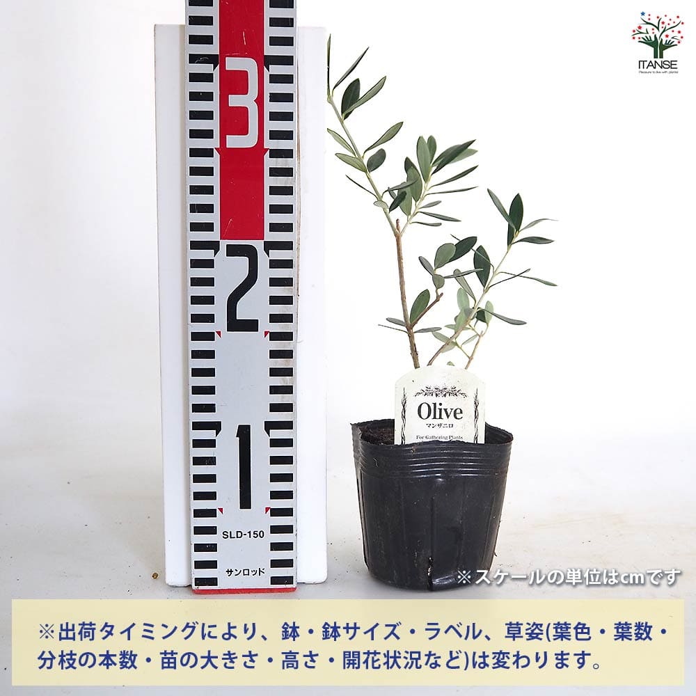 オリーブ マンザニロ 【果樹の苗 3.5号】｜ 【植物のITANSE