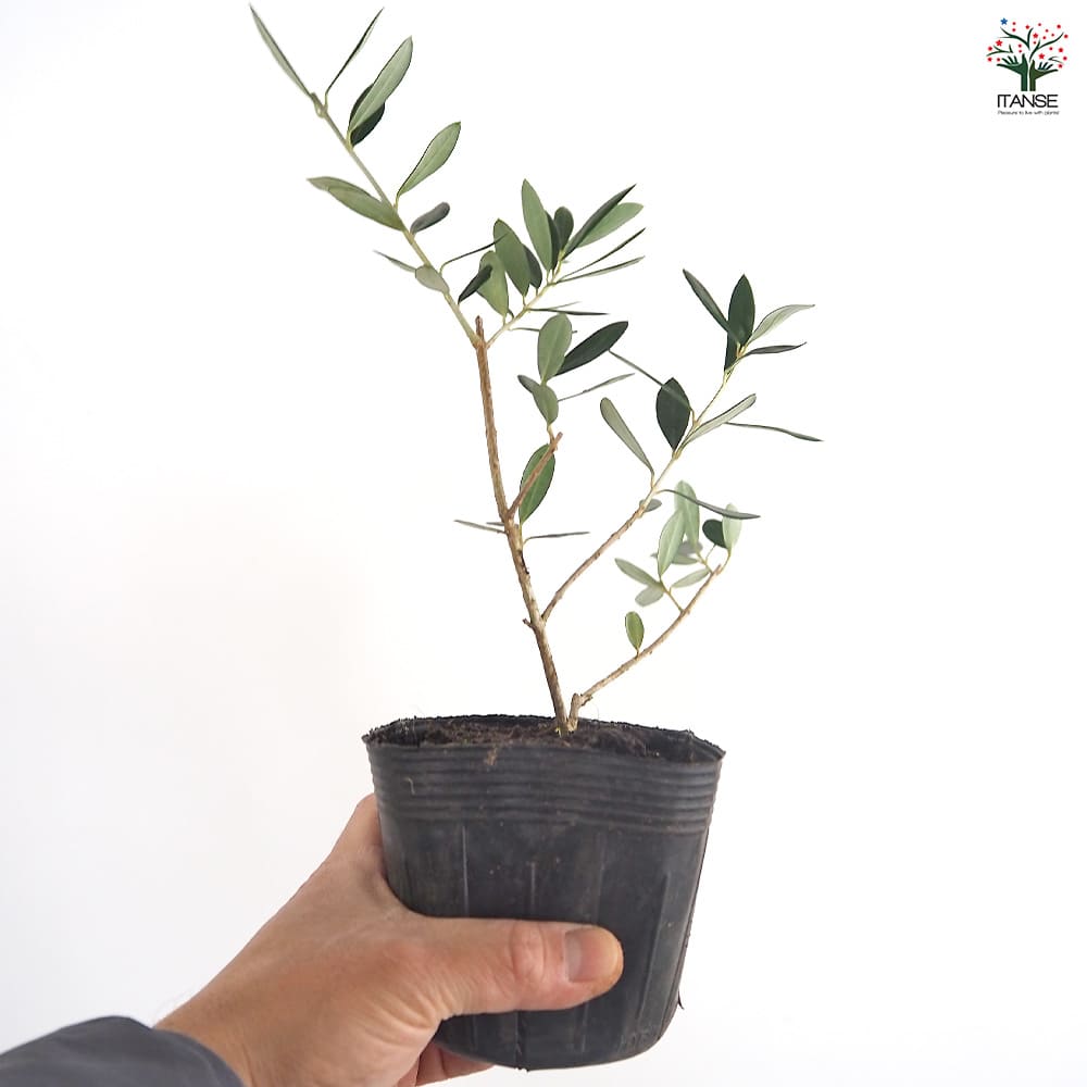オリーブ マンザニロ 【果樹の苗 3.5号】｜ 【植物のITANSE