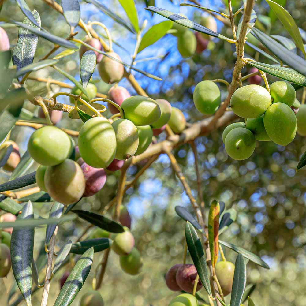 オリーブ オークラン 【果樹の苗 3.5号】