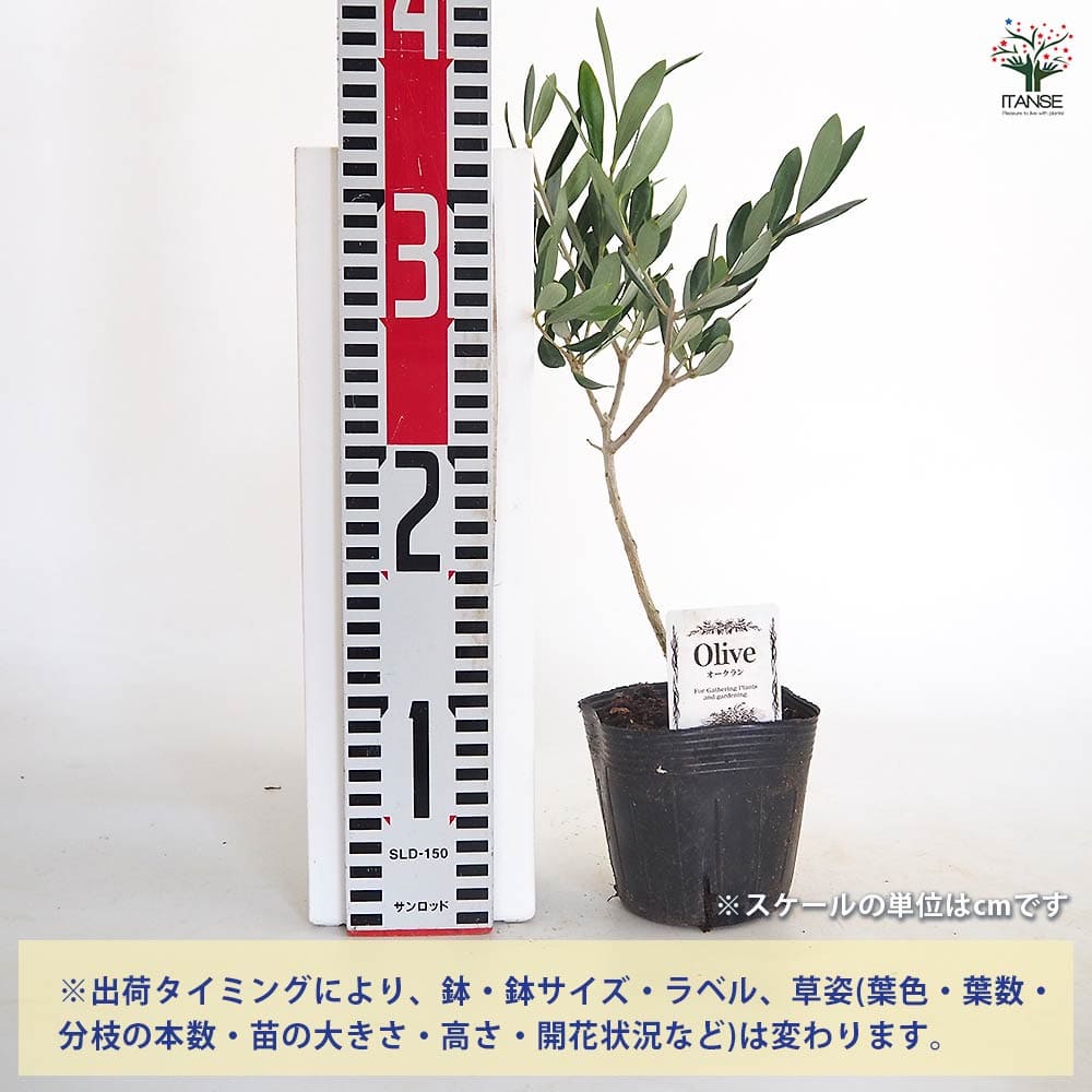 オリーブ オークラン 【果樹の苗 3.5号】｜ 【植物のITANSE