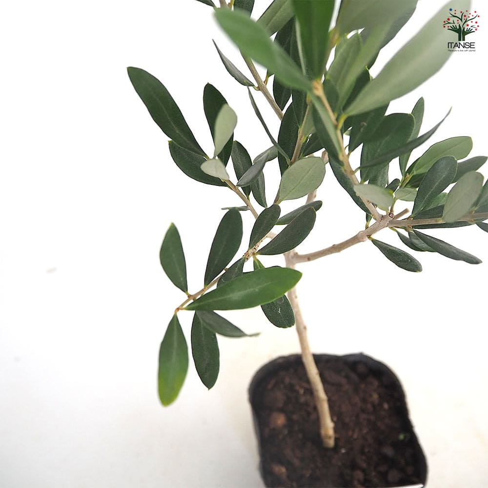 オリーブ　オークラン オリーブ オークラン 【果樹の苗 3.5号】｜ 【植物のITANSE