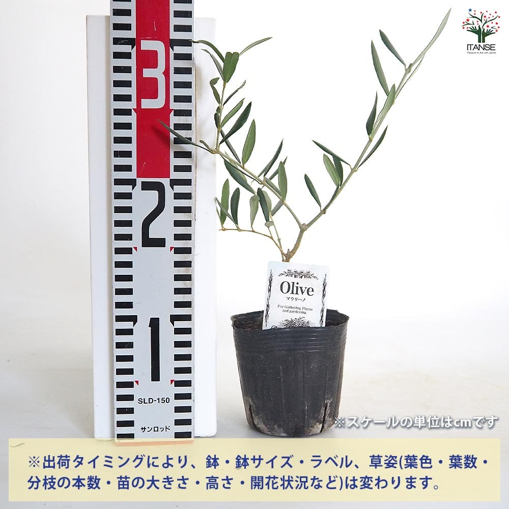 オリーブ マウリーノ 【果樹の苗 3.5号】｜ 【植物のITANSE