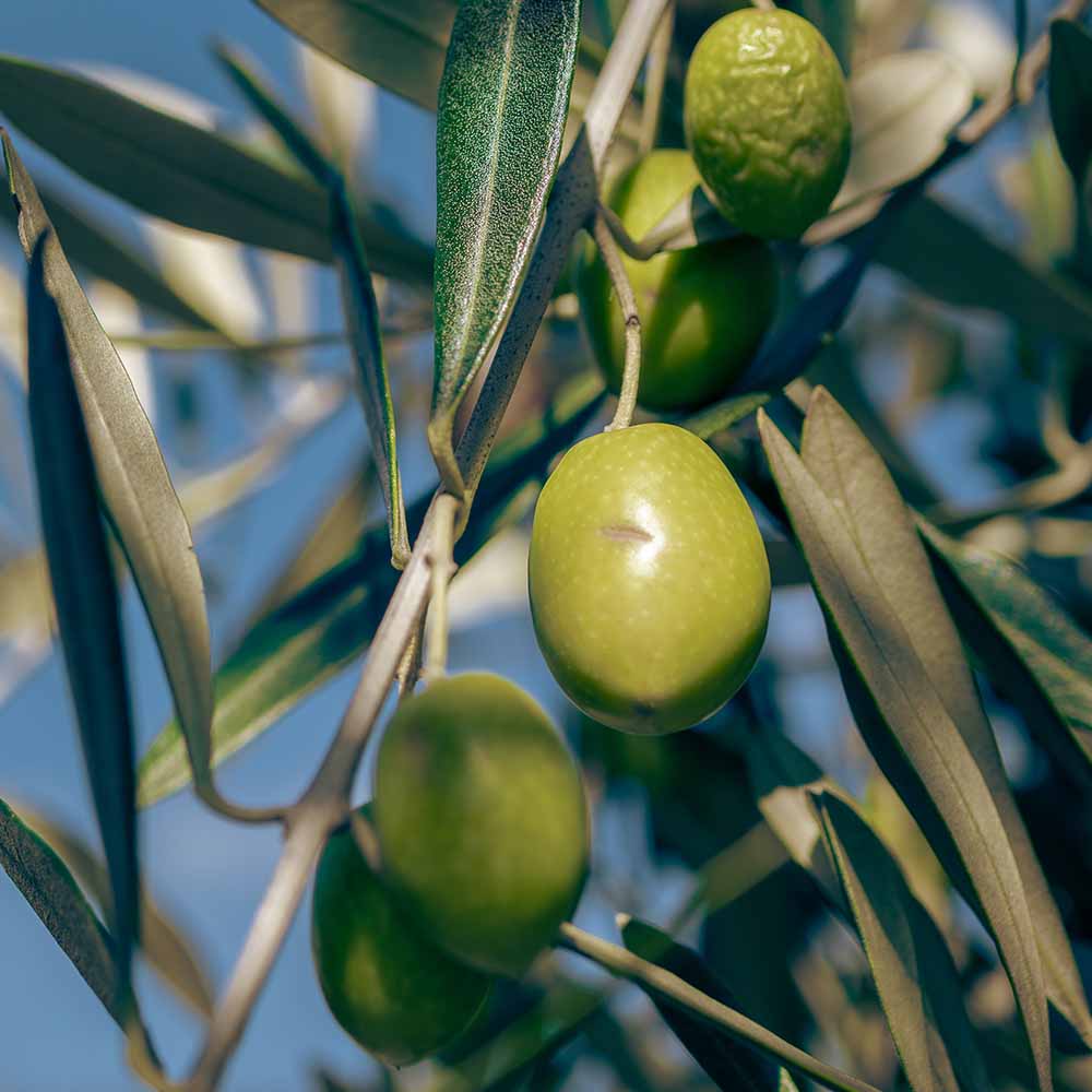 オリーブ マウリーノ 【果樹の苗 3.5号】