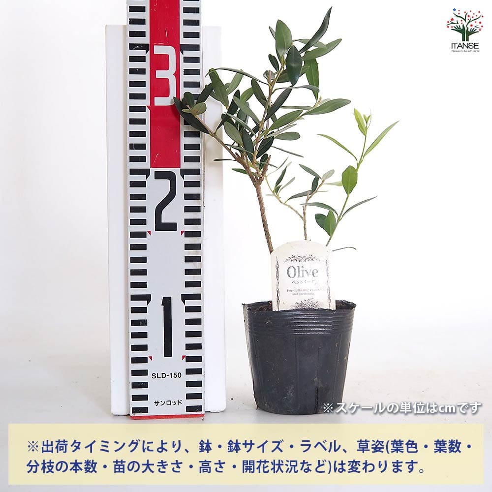 オリーブ ペンドリーノ 【果樹の苗 3.5号】｜ 【植物のITANSE