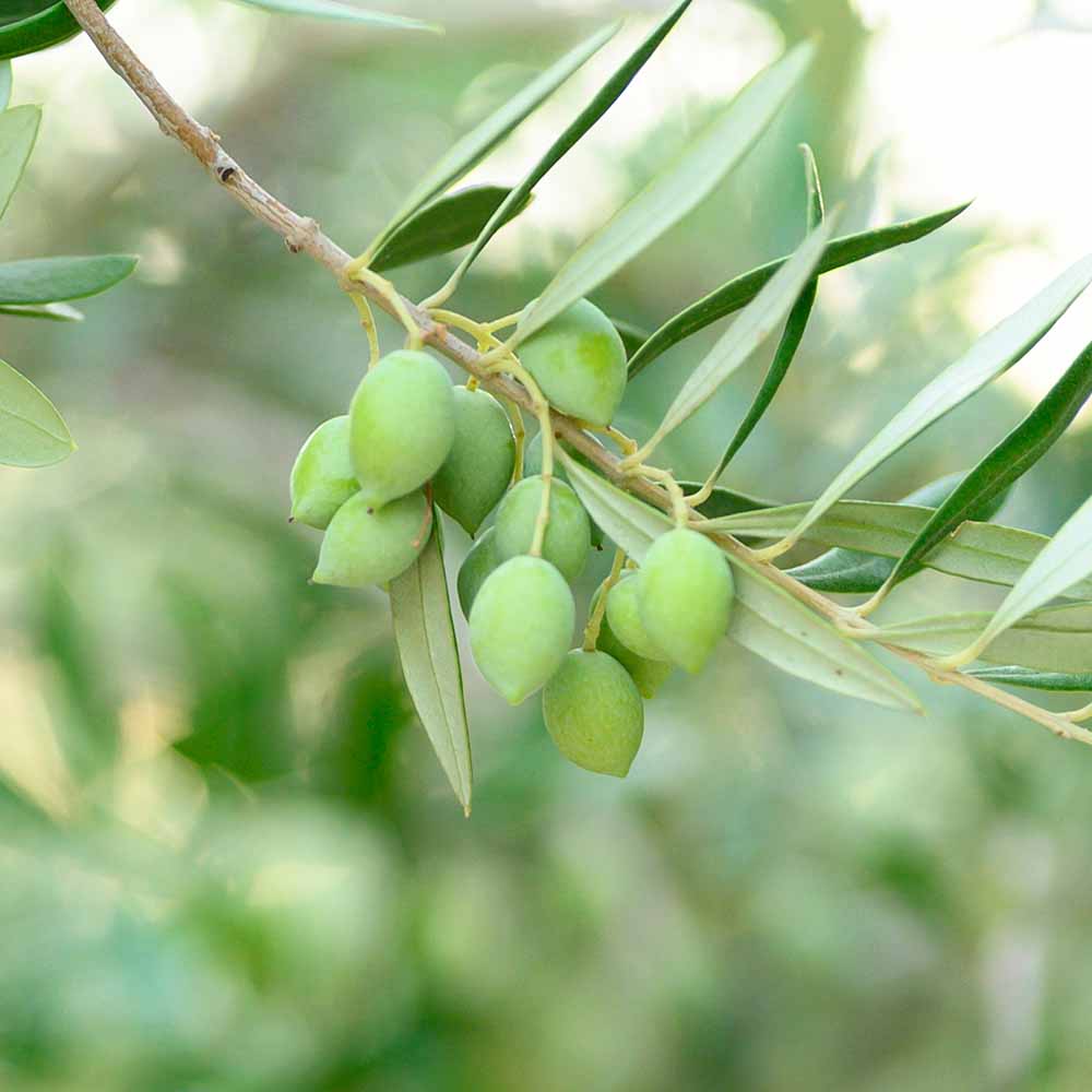 オリーブ ペンドリーノ 【果樹の苗 3.5号】