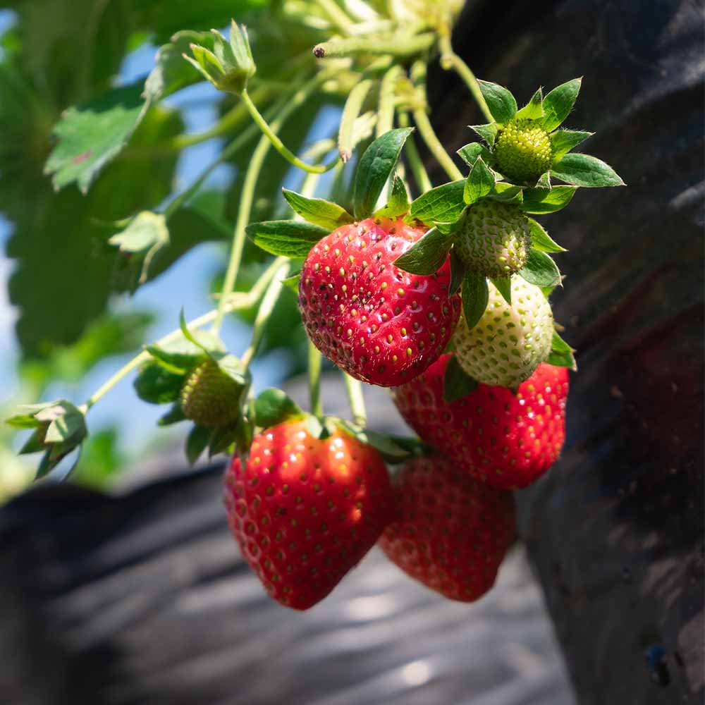 いちごの苗 あかねっ娘2個～ 【野菜の苗 3号】