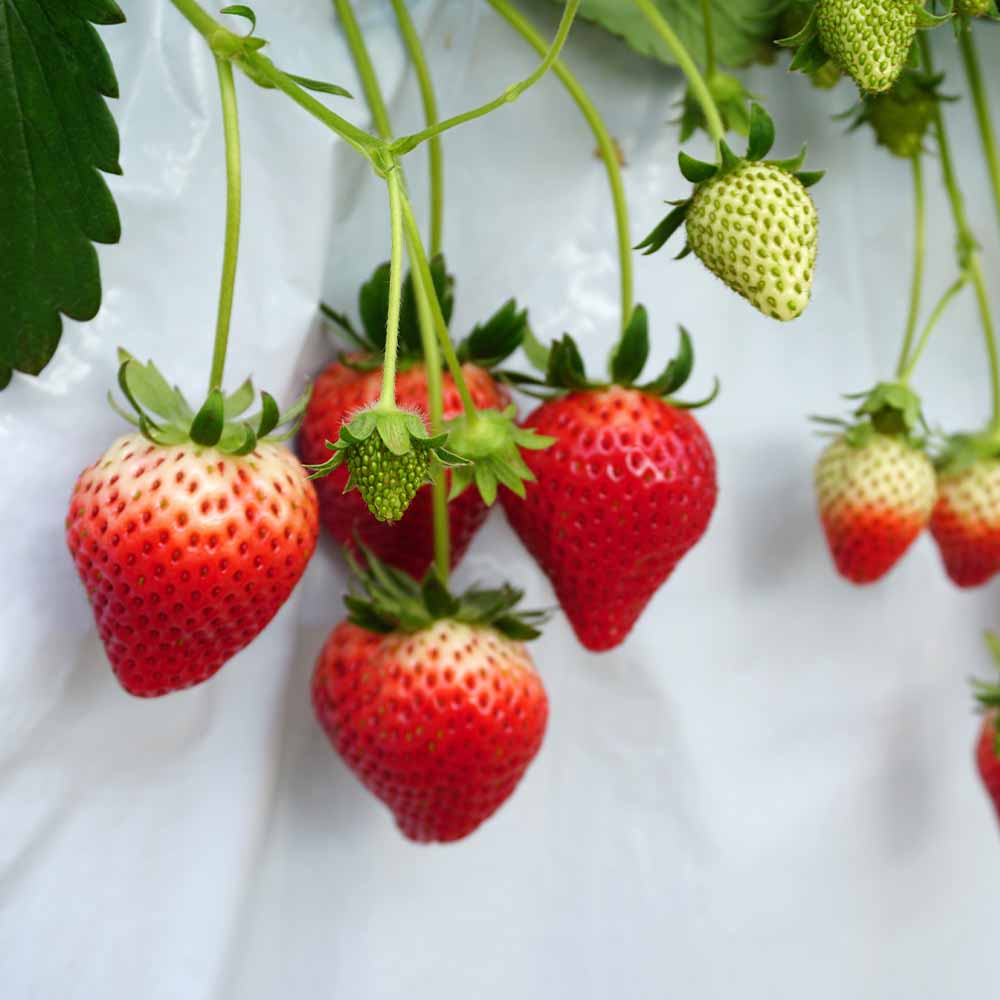 いちごの苗 オイＣベリー2個～ 【野菜の苗 3号】