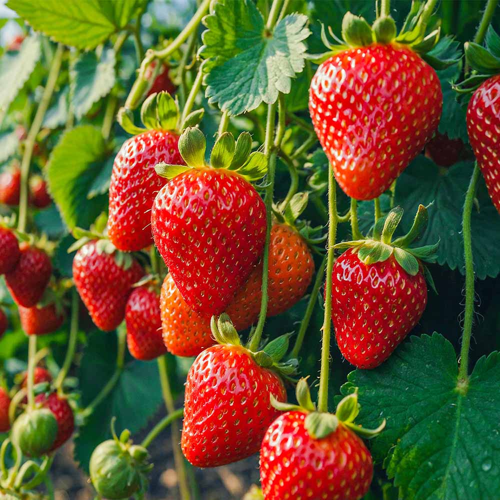 いちごの苗 サマーベリー2個～ 【野菜の苗 3号】