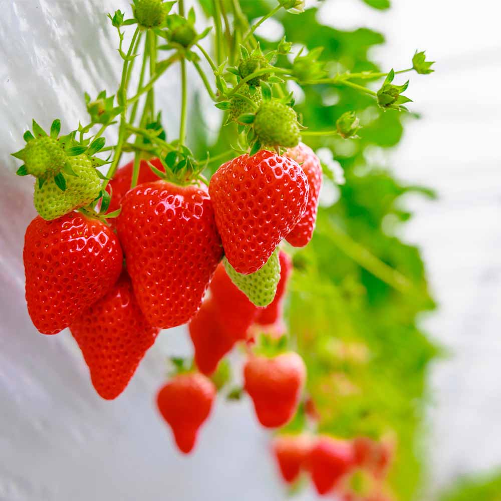 いちごの苗 女峰2個～ 【野菜の苗 3号】