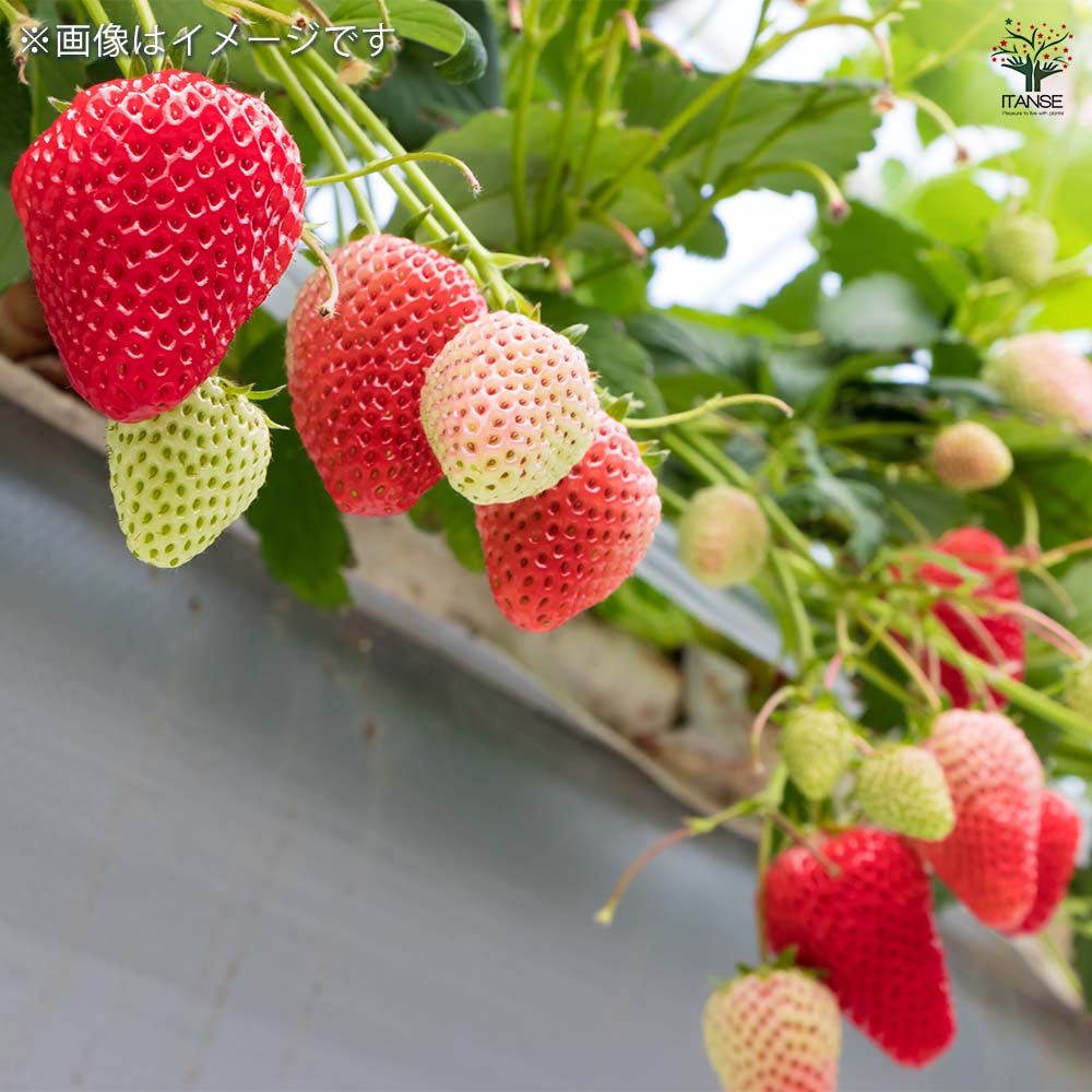 いちごの苗 宝交早生2個～ 【野菜の苗 3号】｜ 【植物のITANSE