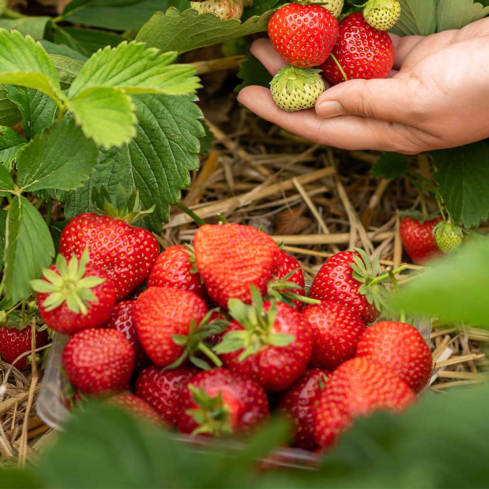 いちごの苗 宝交早生2個～ 【野菜の苗 3号】｜ 【植物のITANSE