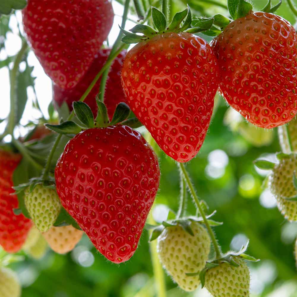 いちごの苗 もういっこ2個～ 【野菜の苗 3号】