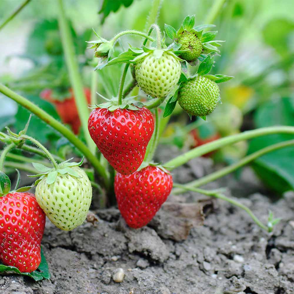いちごの苗 麗紅2個～ 【野菜の苗 3号】
