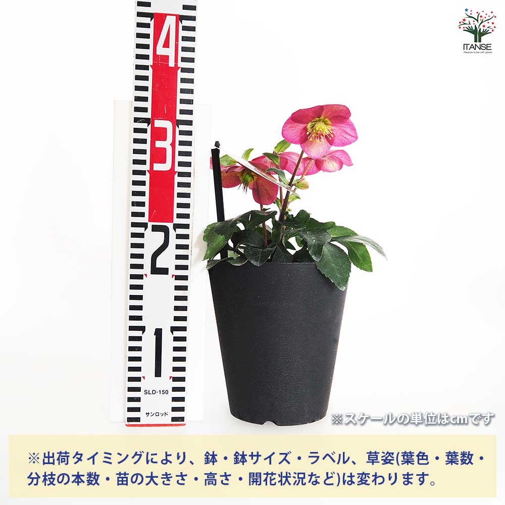 クリスマスローズ アイスブレーカールビー 【花苗 5号／1個売り