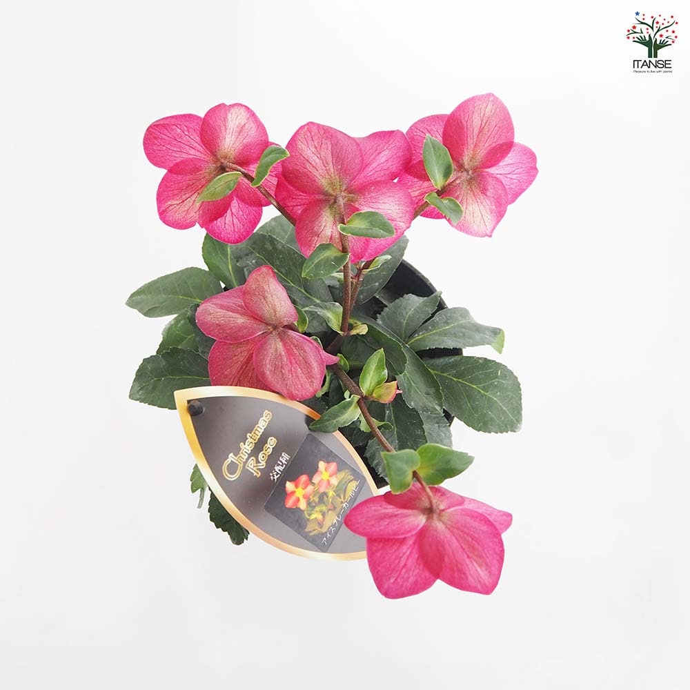 クリスマスローズ アイスブレーカールビー 【花苗 5号／1個売り