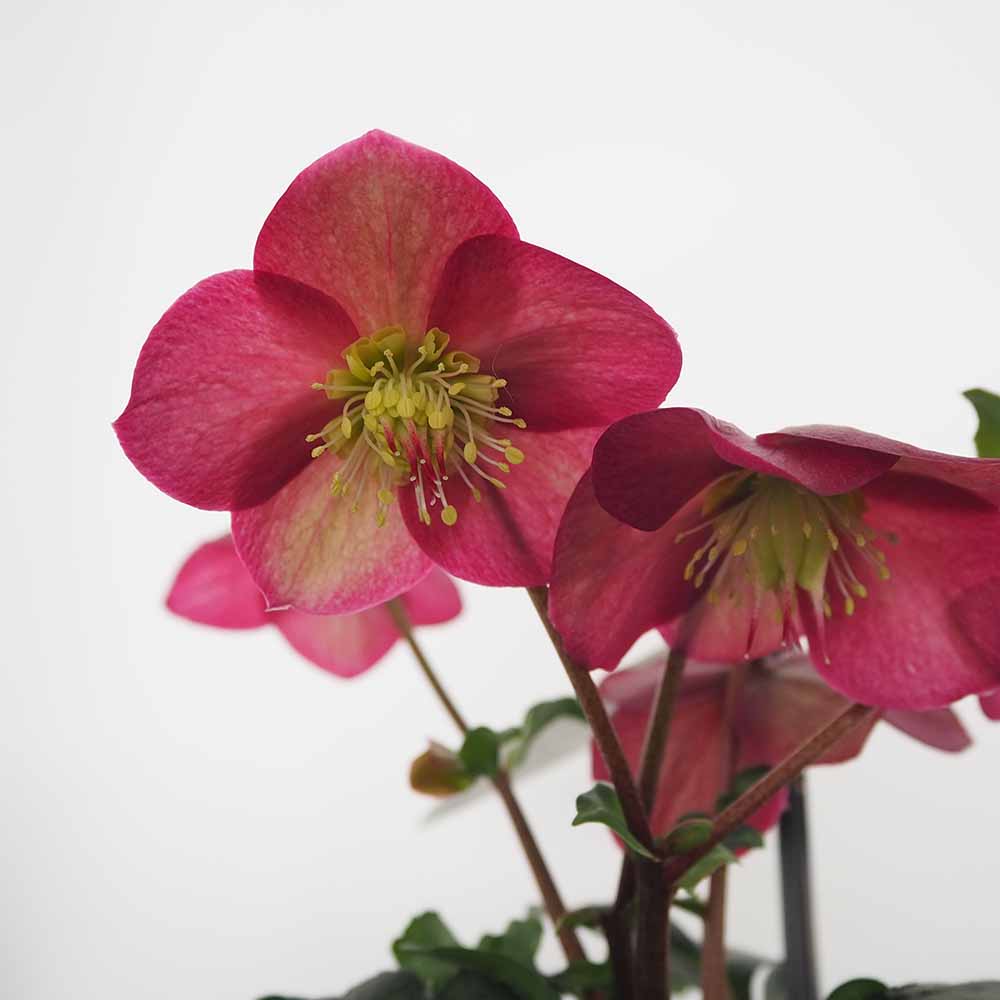 クリスマスローズ アイスブレーカールビー 【花苗 5号／1個売り