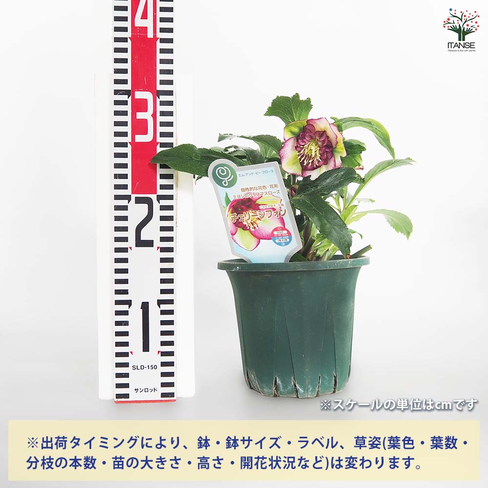 クリスマスローズ チェリーシフォン 【花苗 5号／1個売り】｜ 【植物の