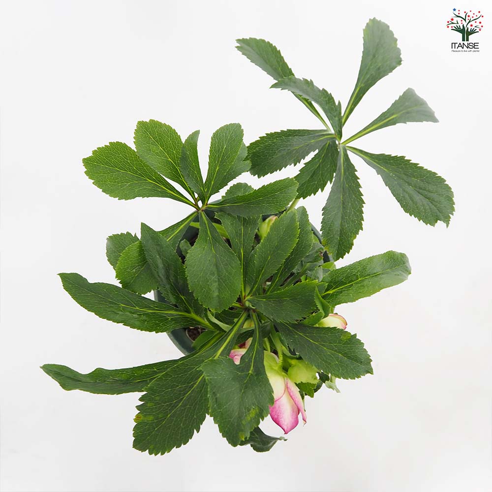 クリスマスローズ チェリーシフォン 【花苗 5号／1個売り】｜ 【植物の