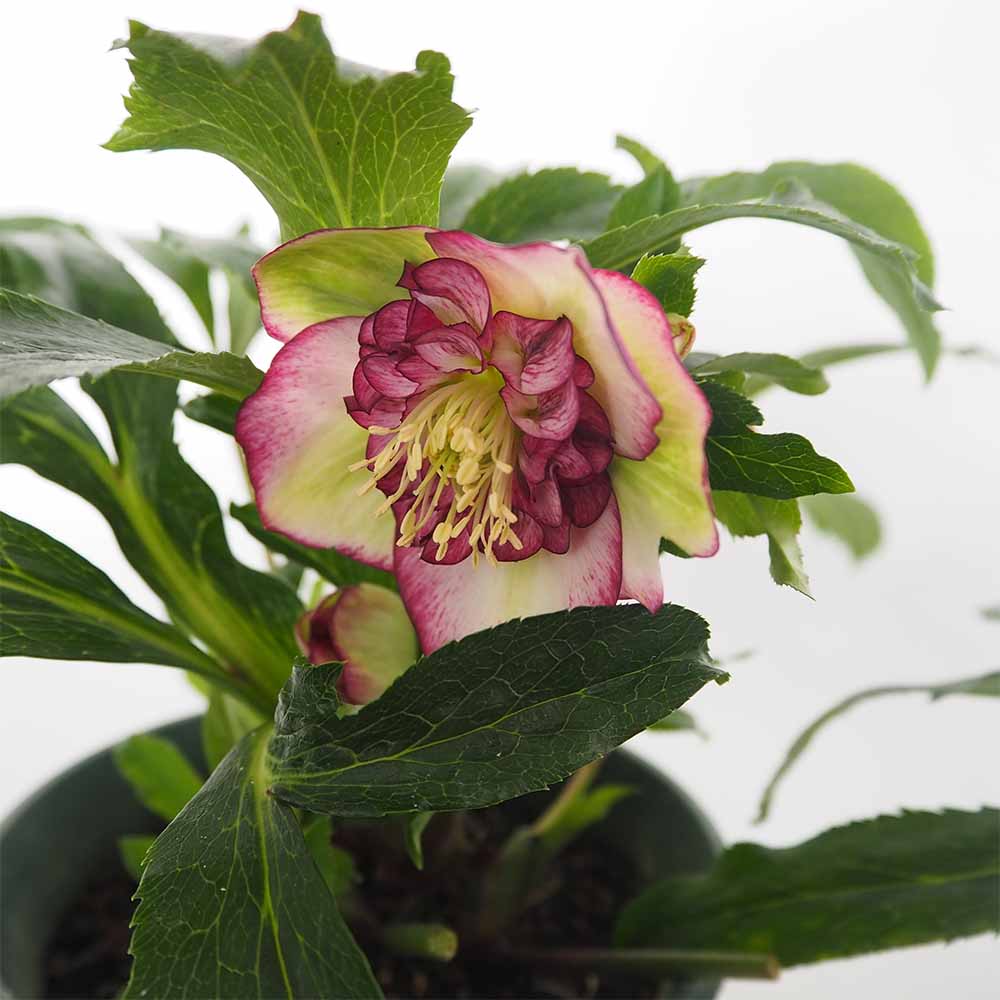 クリスマスローズ チェリーシフォン 【花苗 5号／1個売り】｜ 【植物の