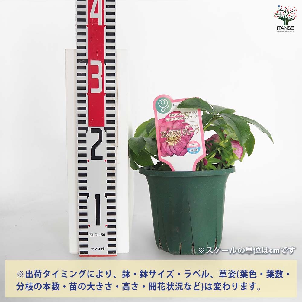 クリスマスローズ エレガンスグレープ 【花苗 5号／1個売り】｜ 【植物