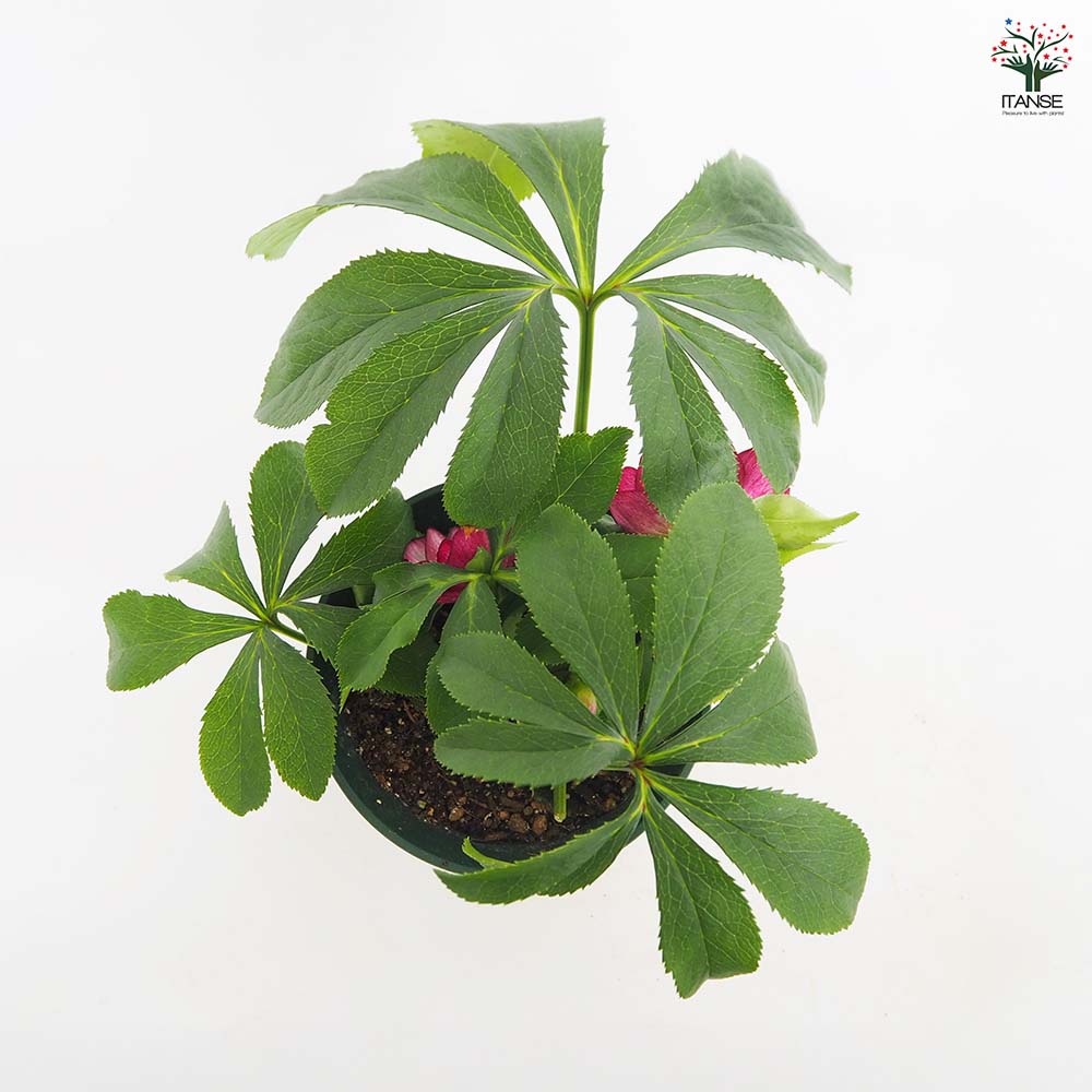 クリスマスローズ エレガンスグレープ 【花苗 5号／1個売り】｜ 【植物