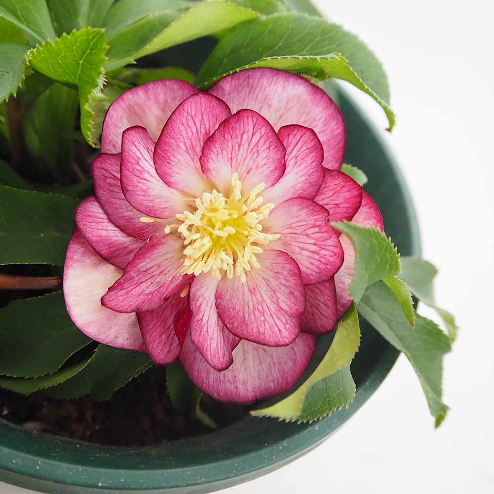 クリスマスローズ エレガンスグレープ 【花苗 5号／1個売り】｜ 【植物