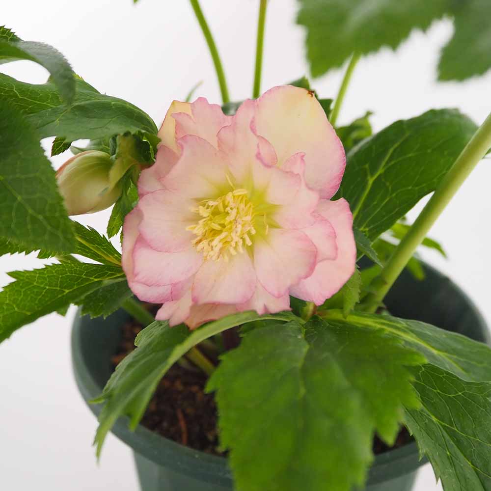 クリスマスローズ エレガンスフレアピンク 【花苗 5号／1個売り