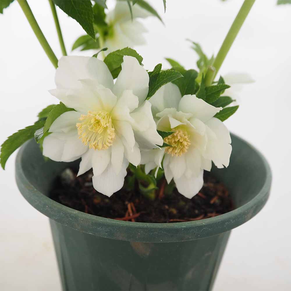 クリスマスローズ エレガンスアイス 【花苗 5号／1個売り】｜ 【植物の