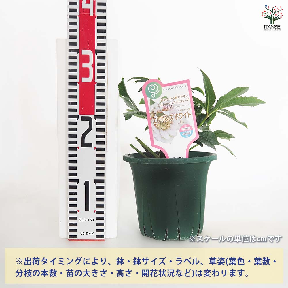 クリスマスローズ エレガンスホワイト 【花苗 5号／1個売り】｜ 【植物