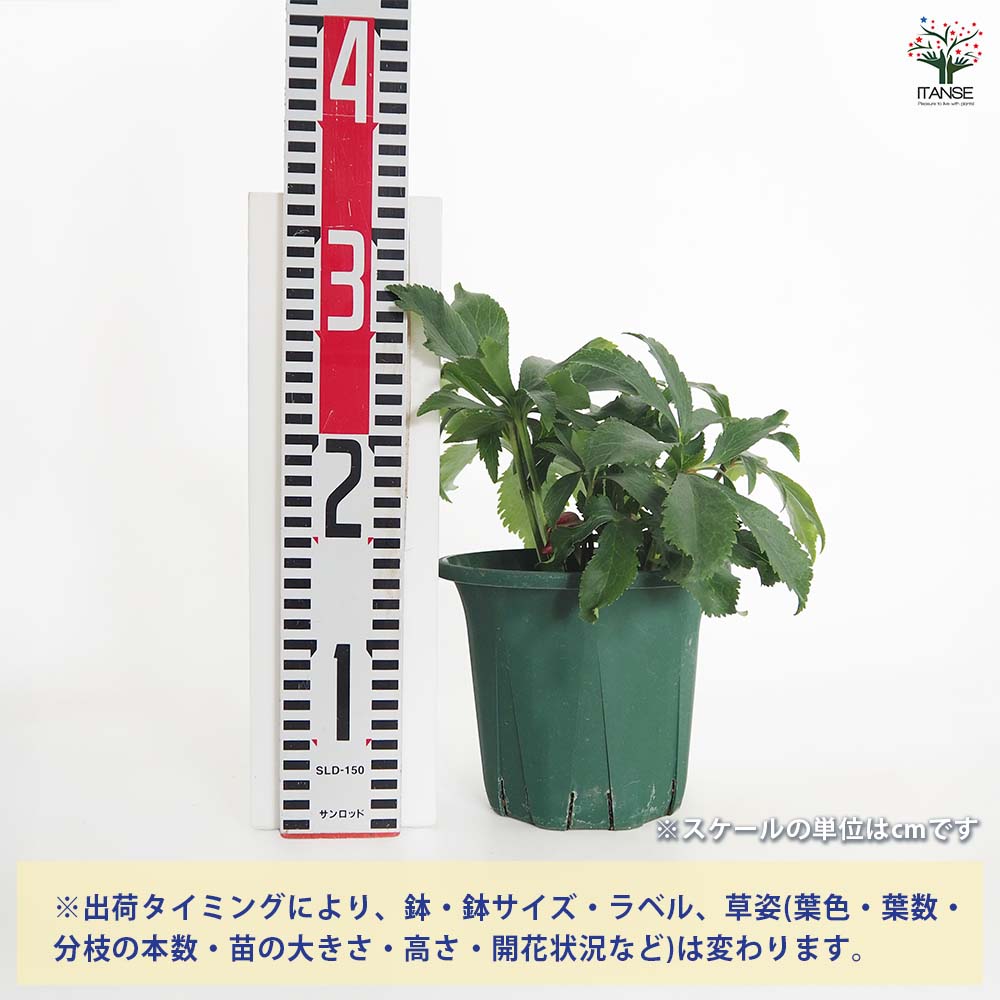 クリスマスローズ エレガンスシードル 【花苗 5号／1個売り】｜ 【植物