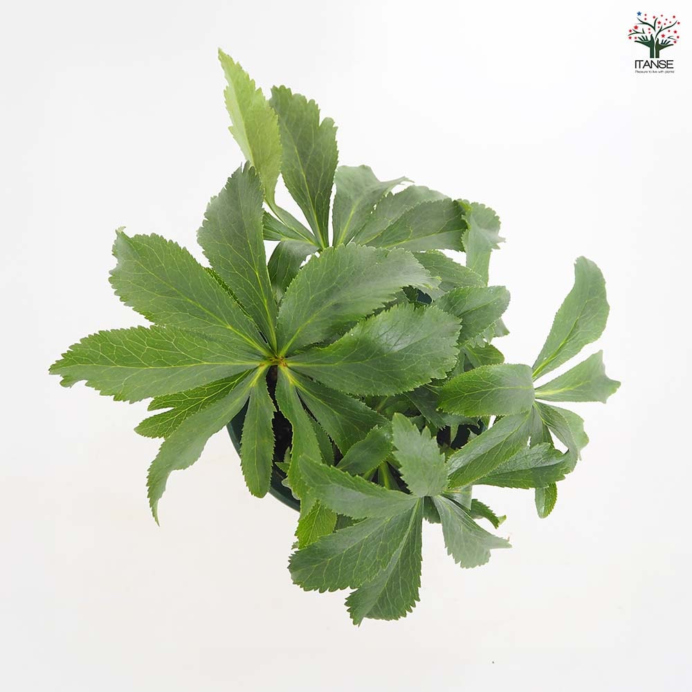 クリスマスローズ エレガンスシードル 【花苗 5号／1個売り】｜ 【植物