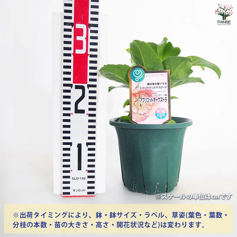 クリスマスローズ アプリコットオーケストラ 【花苗 5号／1個売り