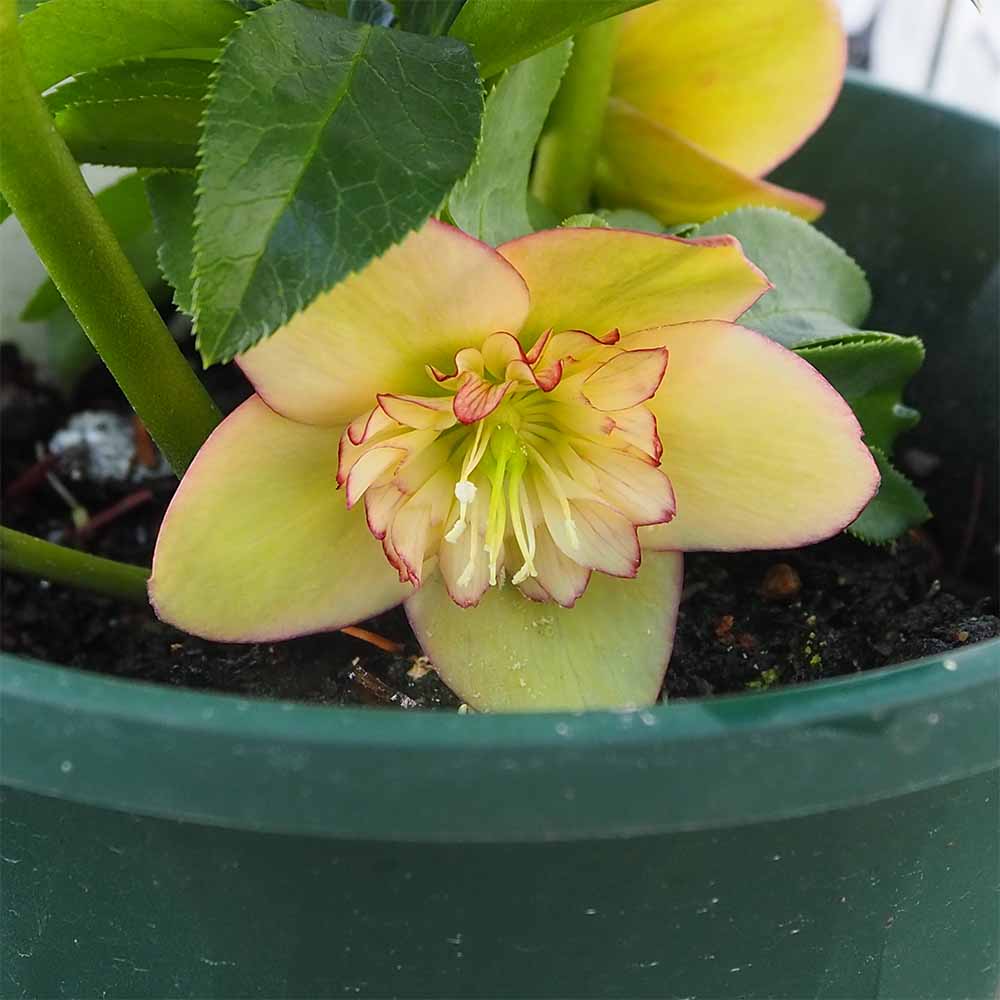 クリスマスローズ アプリコットオーケストラ 【花苗 5号／1個売り