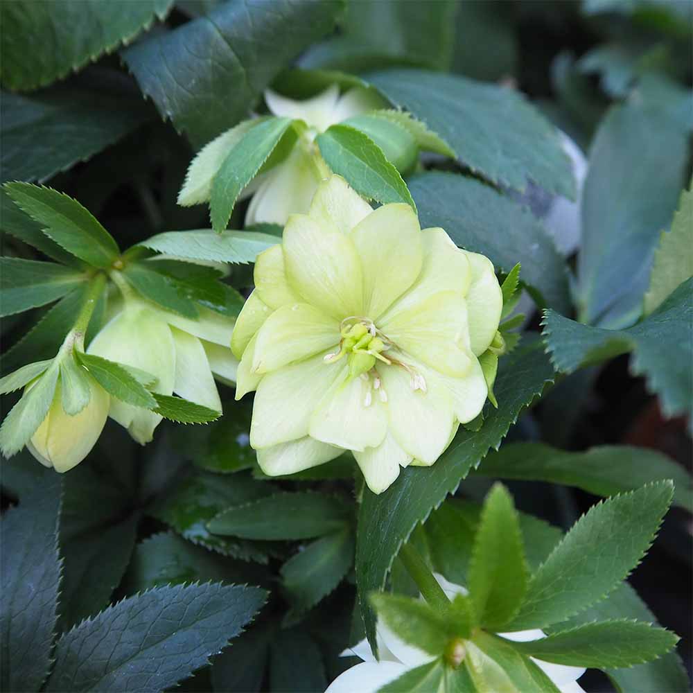 クリスマスローズ プチドール沙羅 【花苗 5号／1個売り】｜ 【植物の