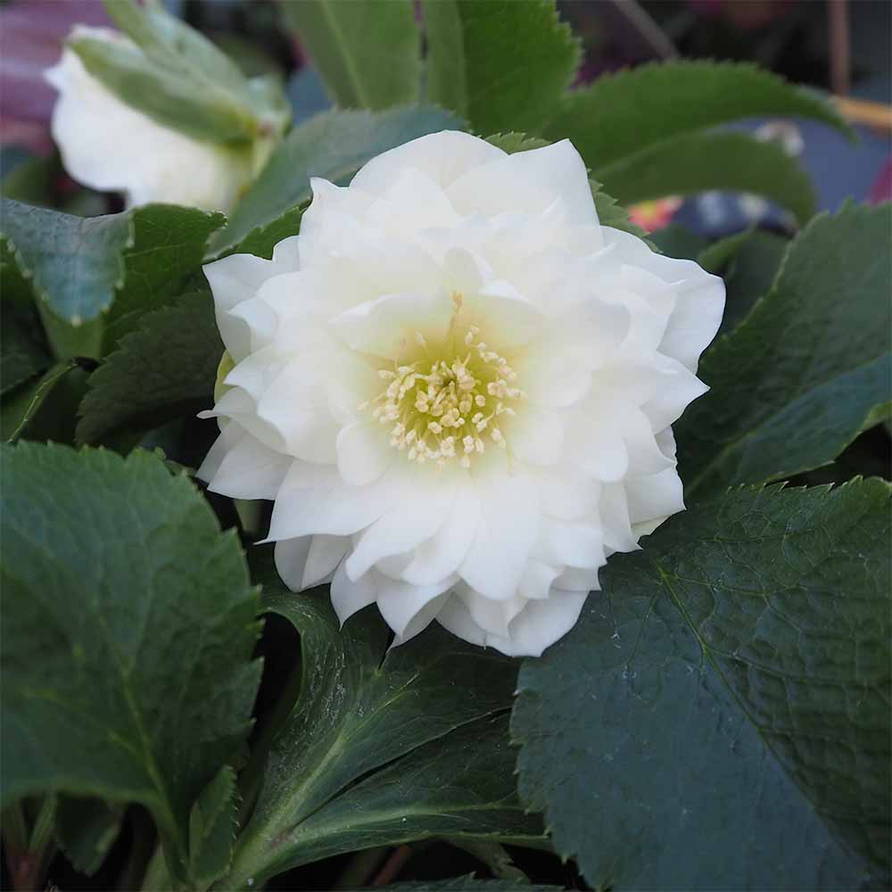 クリスマスローズ ホワイトプリマドレス 【花苗 5号／1個売り