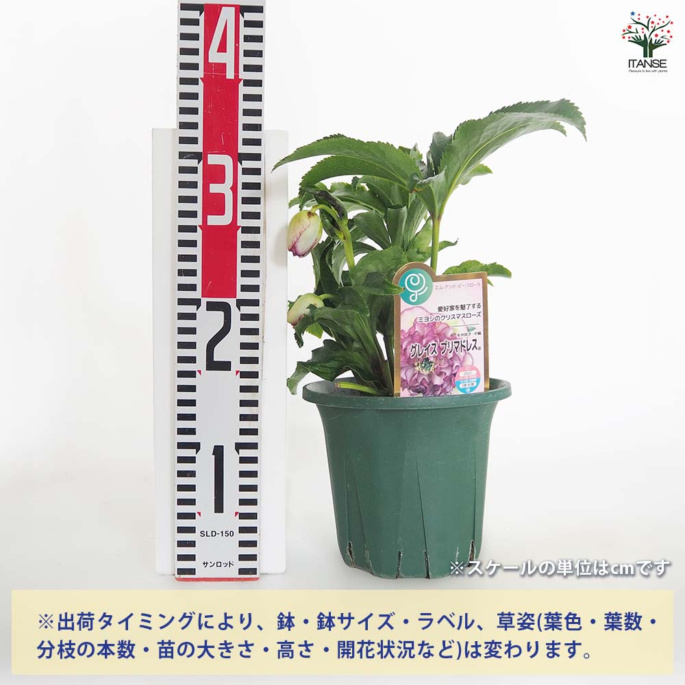 クリスマスローズ グレイスプリマドレス 【花苗 5号／1個売り