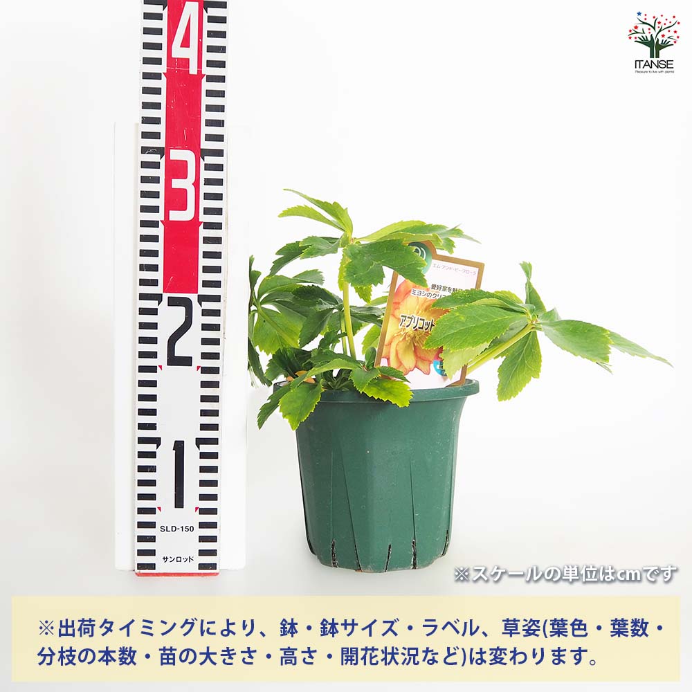 クリスマスローズ アプリコットジェラート 【花苗 5号／1個売り