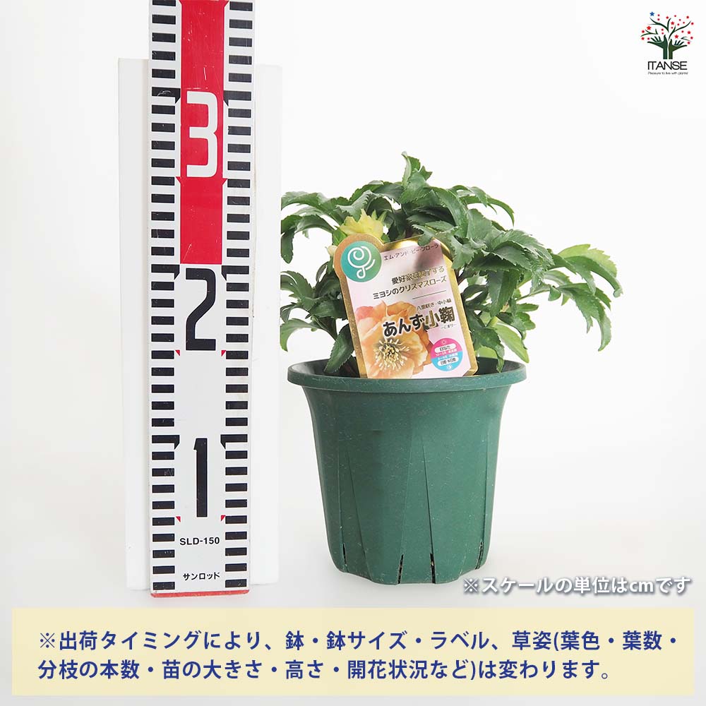クリスマスローズ あんず小鞠(こまり) 【花苗 5号／1個売り】｜ 【植物