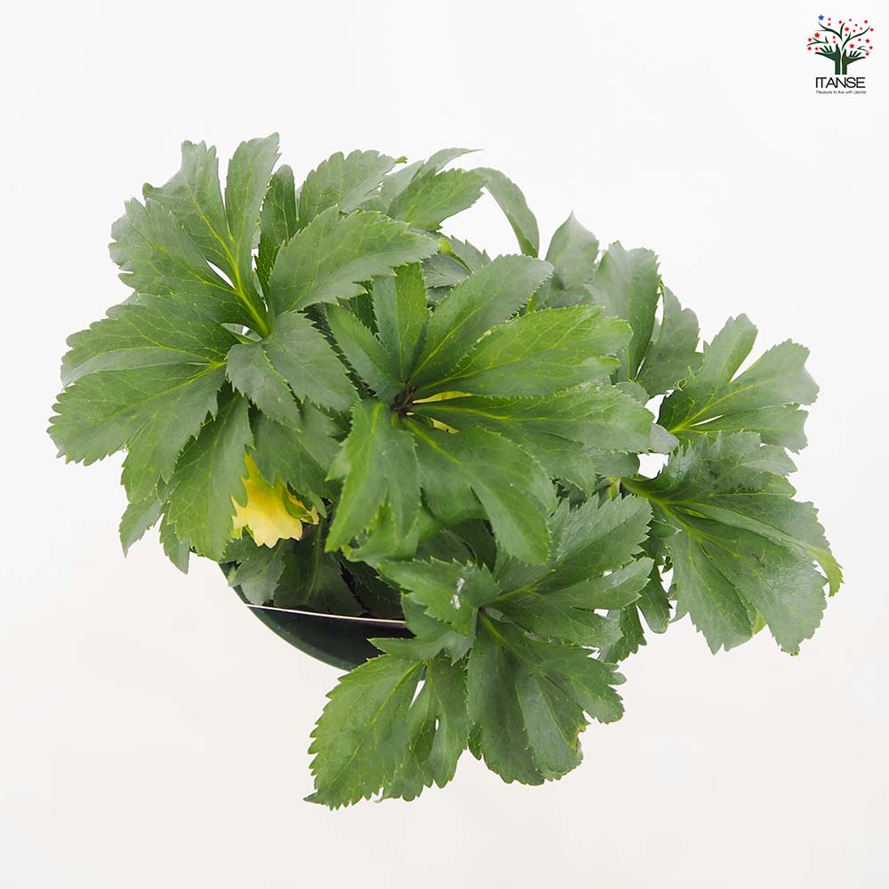 クリスマスローズ あんず小鞠(こまり) 【花苗 5号／1個売り】｜ 【植物