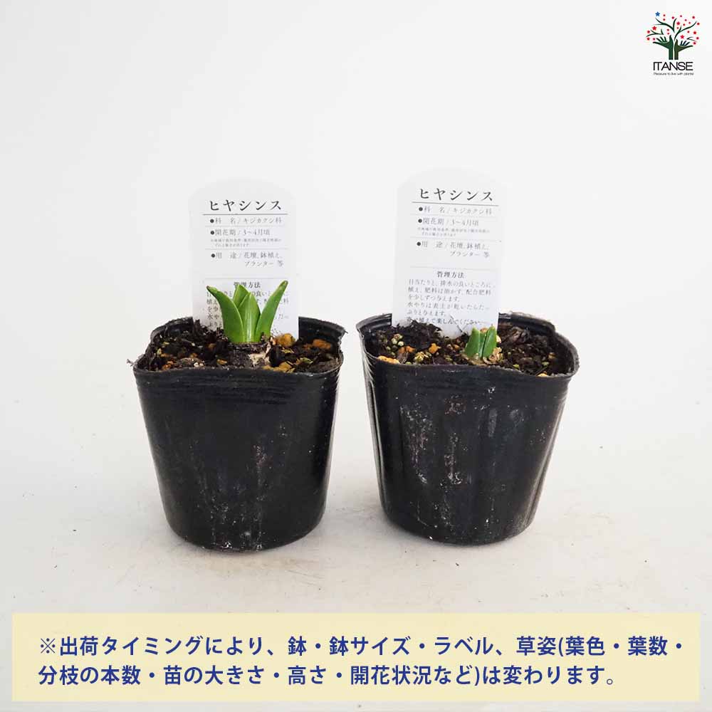 ヒヤシンス イエロー 【花苗 3号】｜ 【植物のITANSE】全品送料