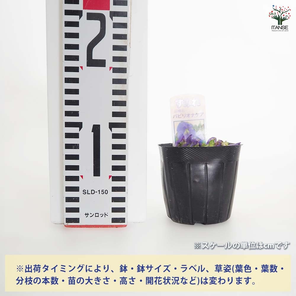 日本スミレ パピリオナケア 【花苗 3号】｜ 【植物のITANSE