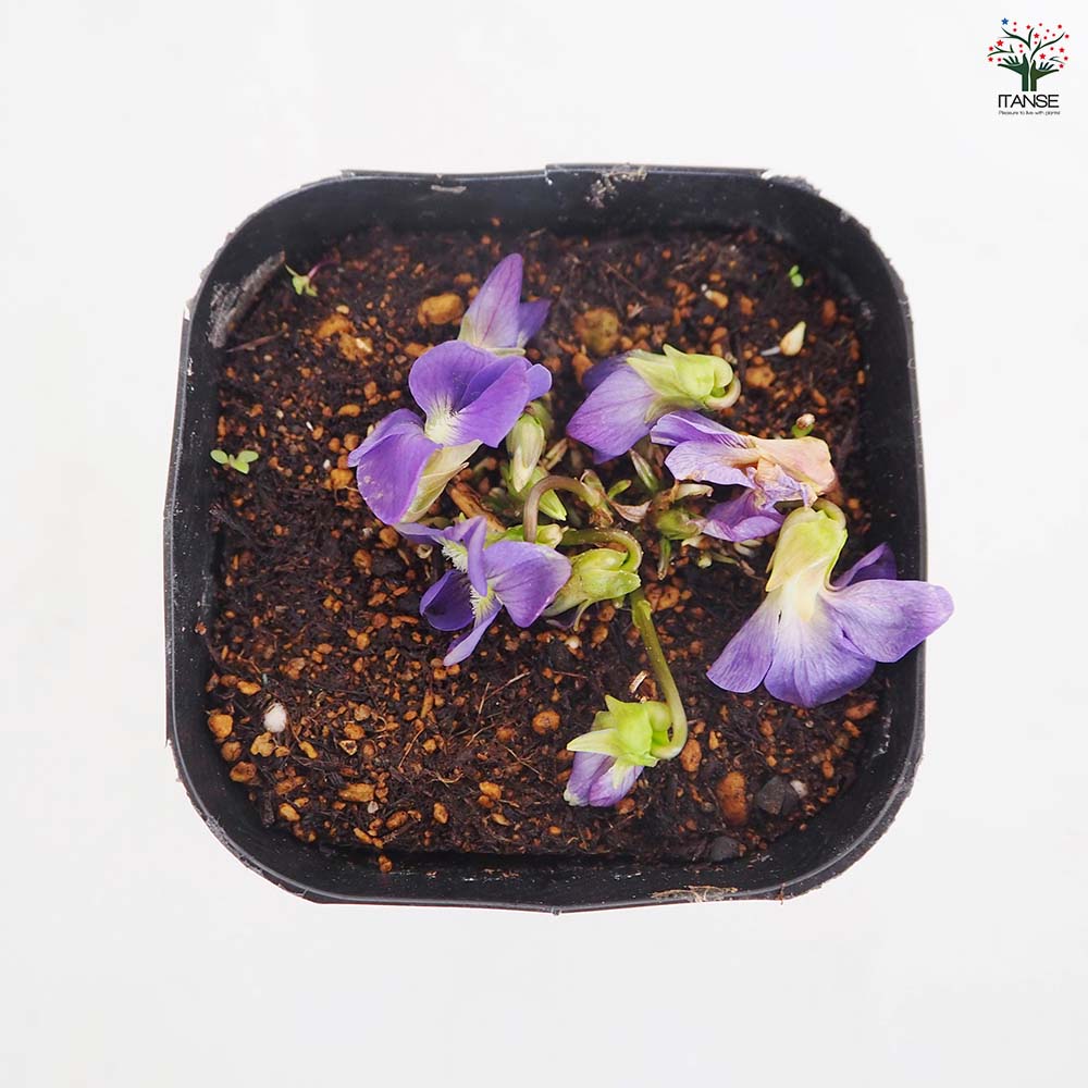 日本スミレ パピリオナケア 【花苗 3号】｜ 【植物のITANSE