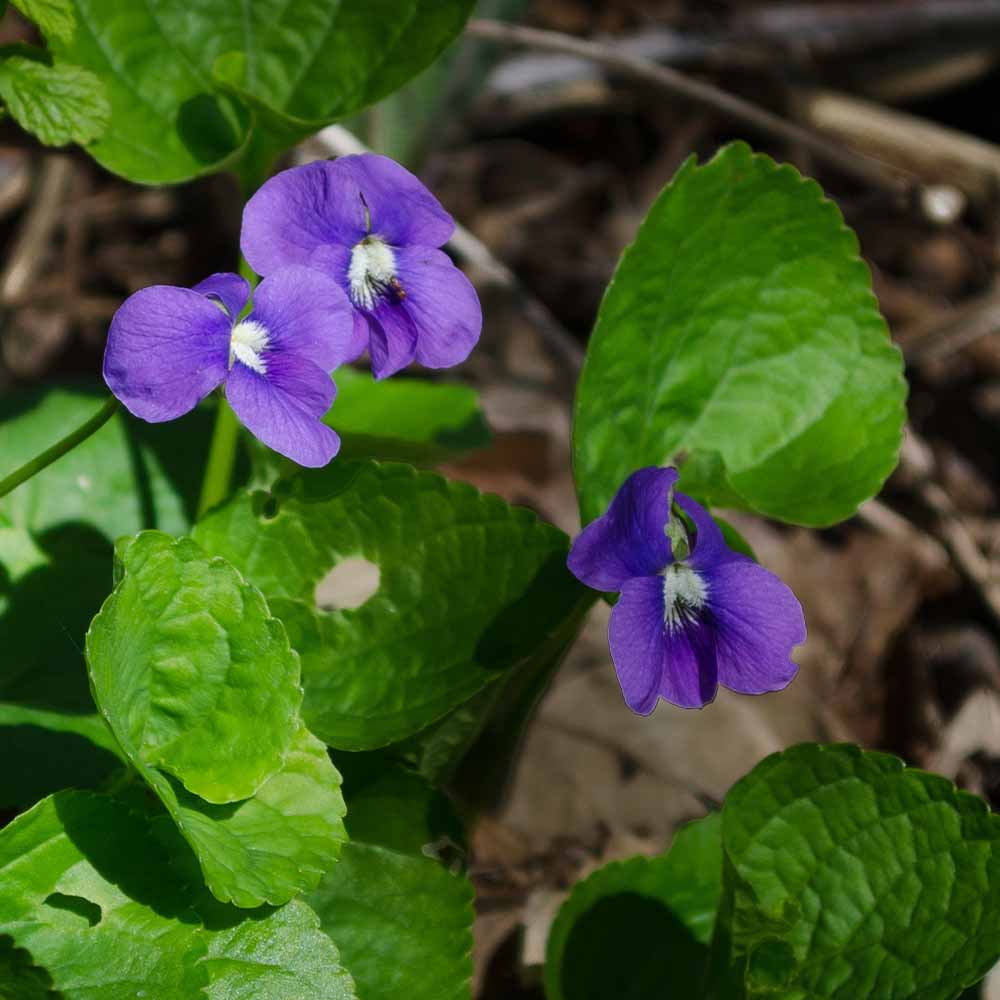 日本スミレ パピリオナケア 【花苗 3号】｜ 【植物のITANSE