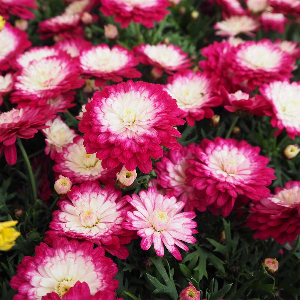 マーガレット ダブルストロベリークリーム 【花苗 3.5号】