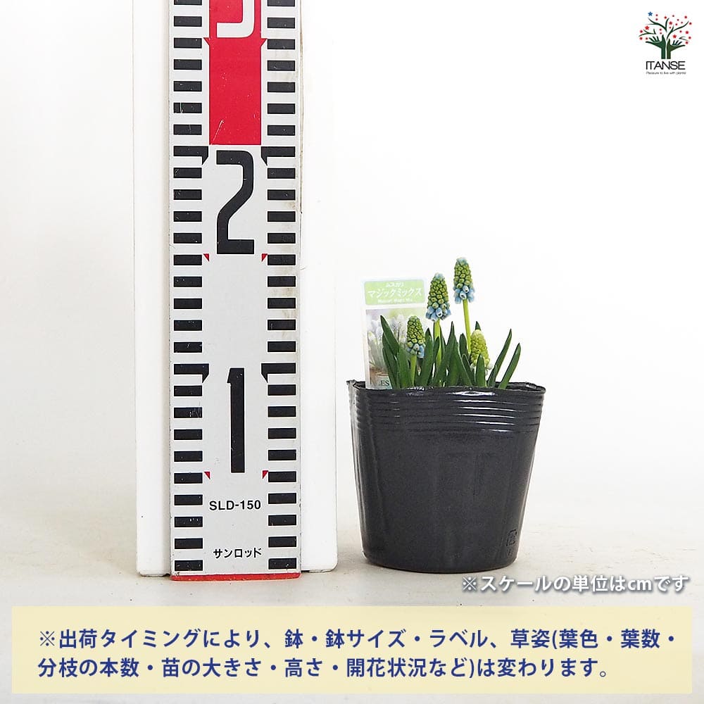 ムスカリ マジックミックス 【花苗 3.5号】｜ 【植物のITANSE