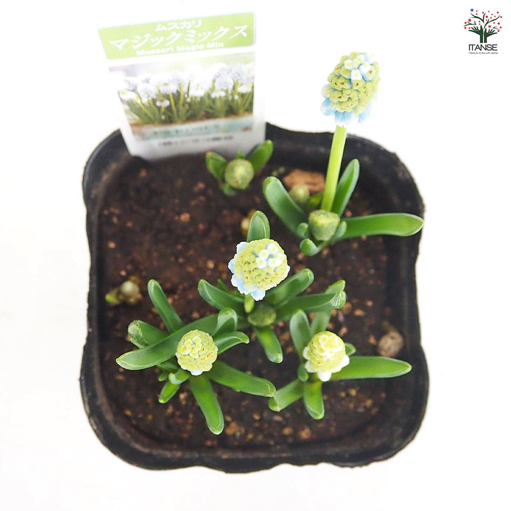 ムスカリ マジックミックス 【花苗 3.5号】｜ 【植物のITANSE