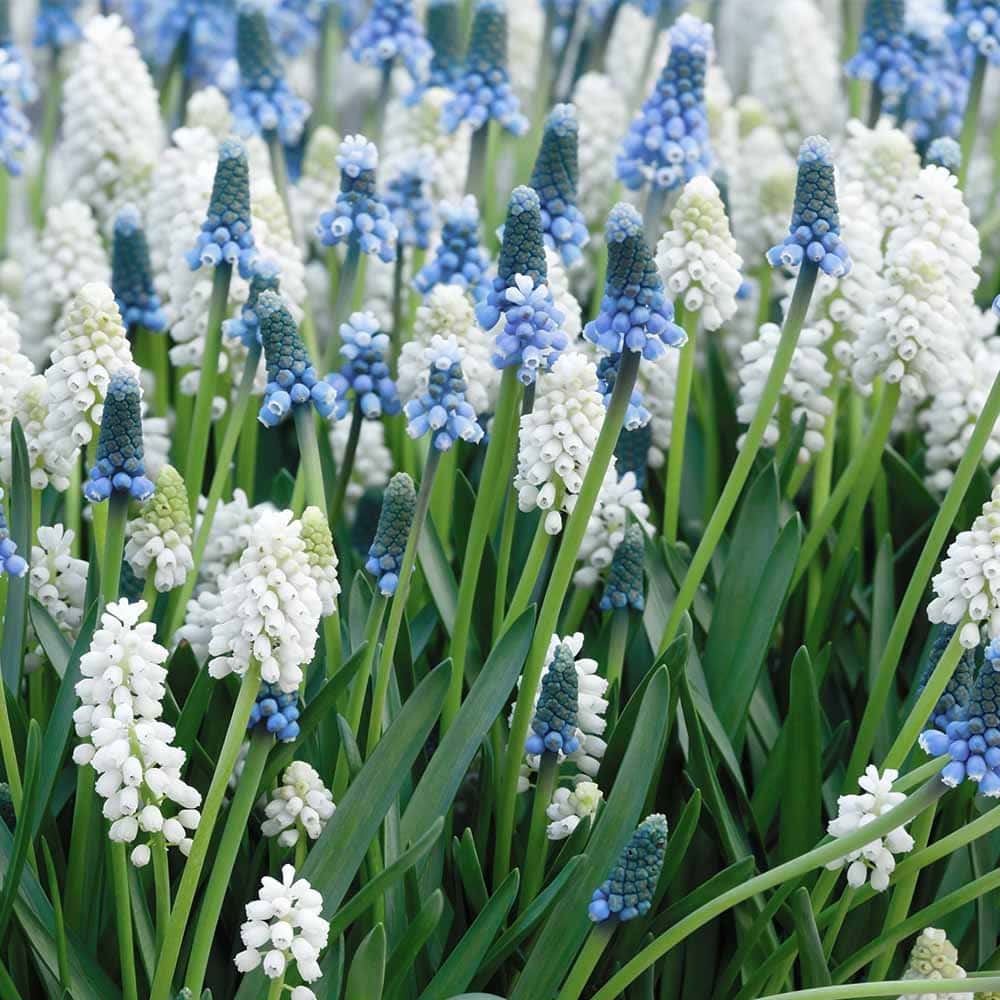 ムスカリ マジックミックス 【花苗 3.5号】｜ 【植物のITANSE