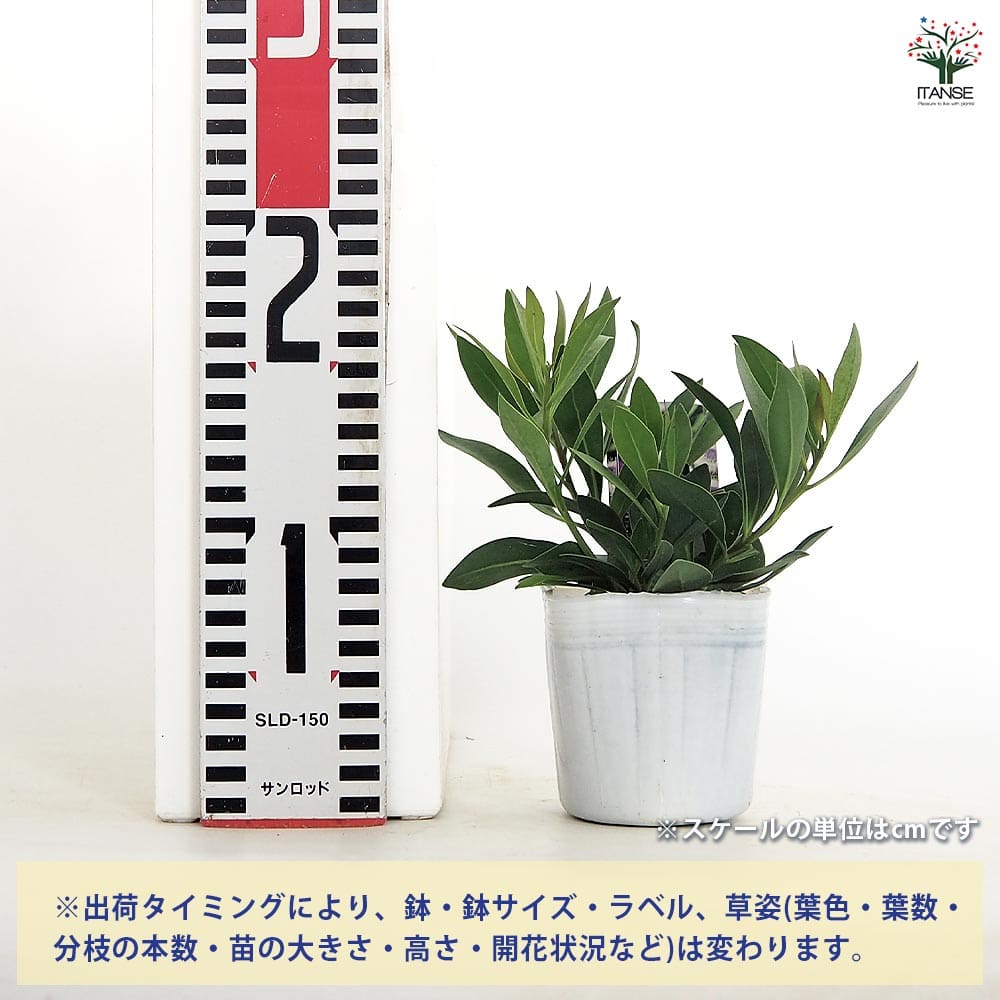 グロブラリア ブルーアイ 【花苗 3号】｜ 【植物のITANSE】全品